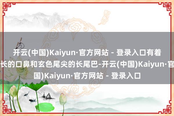 开云(中国)Kaiyun·官方网站 - 登录入口有着椒盐色的外相、修长的口鼻和玄色尾尖的长尾巴-开云(中国)Kaiyun·官方网站 - 登录入口