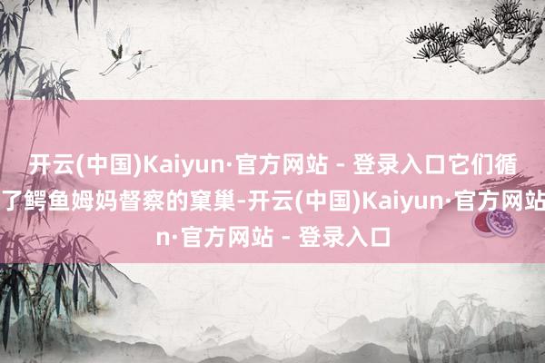 开云(中国)Kaiyun·官方网站 - 登录入口它们循着气息找到了鳄鱼姆妈督察的窠巢-开云(中国)Kaiyun·官方网站 - 登录入口
