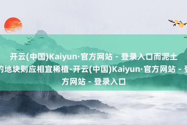 开云(中国)Kaiyun·官方网站 - 登录入口而泥土肥力低的地块则应相宜稀植-开云(中国)Kaiyun·官方网站 - 登录入口