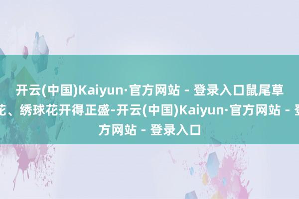 开云(中国)Kaiyun·官方网站 - 登录入口鼠尾草、蔷薇花、绣球花开得正盛-开云(中国)Kaiyun·官方网站 - 登录入口